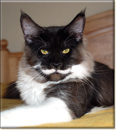 Immanuel Villa Park*PL - zdjcie kota Maine Coon