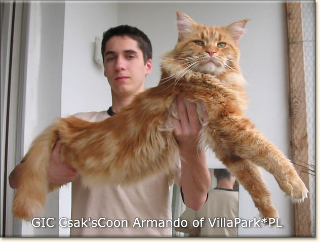 hodowla kotw rasowych maine coon Villa Park*PL