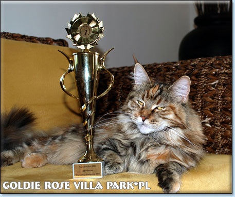 kocita maine coon Villa Park*PL