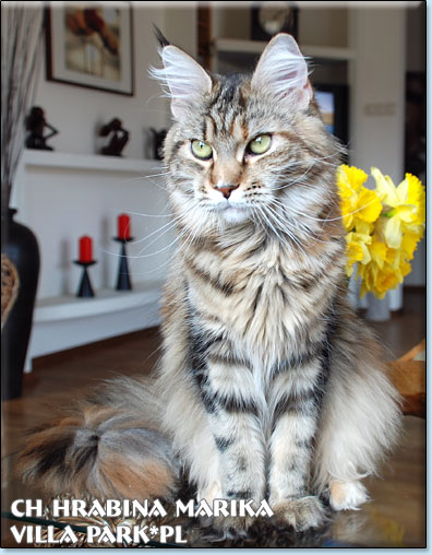 kocita maine coon Villa Park*PL