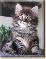 hodowla kotw rasowych maine coon hodowla Villa Park*PL
