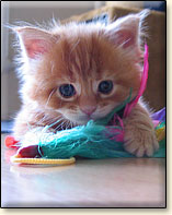 kocita rasowe Maine Coon Villa Park*PL