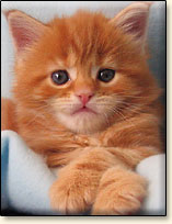 koty rasowe Maine Coon hodowla Villa Park*PL
