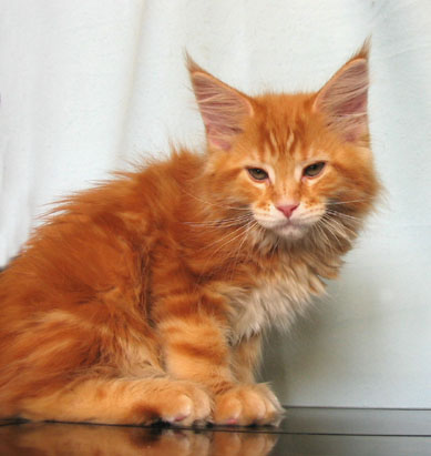 kocita maine coon Villa Park*PL