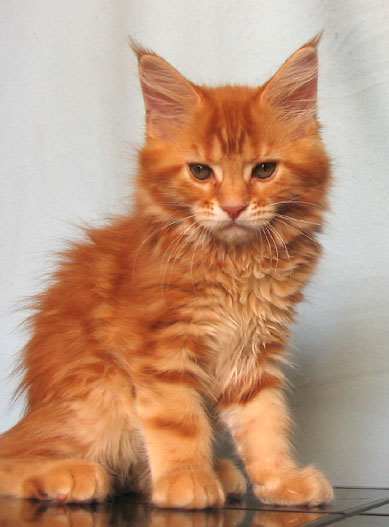 hodowla kotw rasy Maine Coon Villa Park*PL