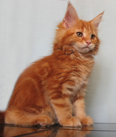 hodowla kotw rasy Maine Coon Villa Park*PL