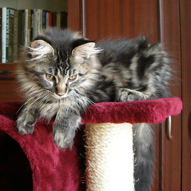 hodowla kotw maine coon Villa Park*PL