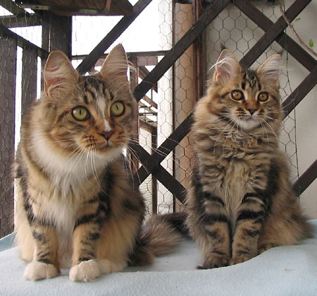 maine coon cattery Villa Park*PL