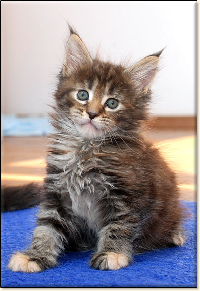 Maine Coon cattery Villa Park*PL