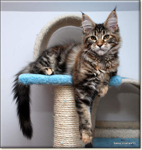 hodowla kotw rasy Maine Coon Villa Park*PL