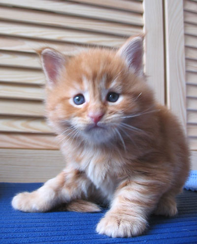 Maine Coon cattery Villa Park*PL
